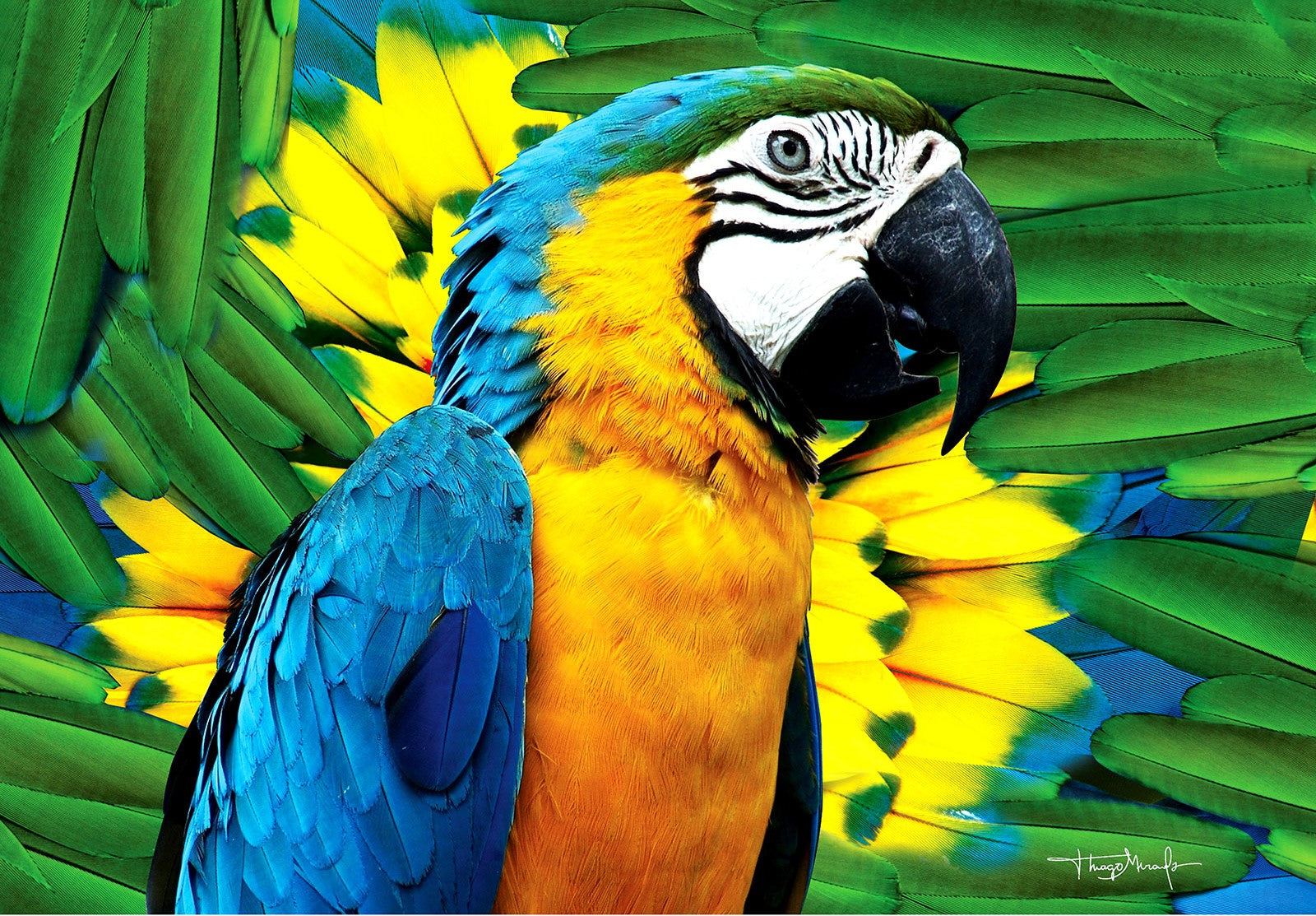 Model Front: Bali Blue Pareo Canga Face Arara